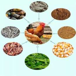 tính năng nổi bật cho gà đá ăn đêm