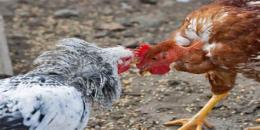 tính năng nổi bật cho gà tre an gì trước khi đá