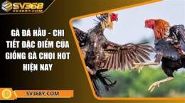 tính năng nổi bật cho tot ga da hau giang
