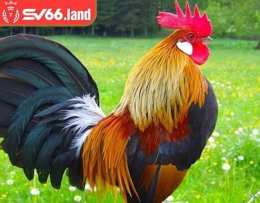 tính năng nổi bật chợ tốt gà đá kien giang