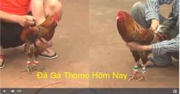 tính năng nổi bật coi đá gà bên thomo trực tiếp