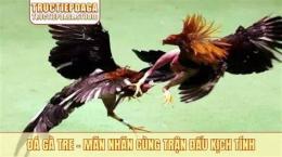 tính năng nổi bật đá gà 12 tháng 12