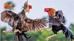 tính năng nổi bật đá gà 6789 nét