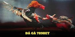 tính năng nổi bật đá gà 789 bet