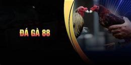 tính năng nổi bật đá gà 888b one