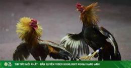 tính năng nổi bật đá gà bắn chết người