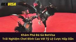 tính năng nổi bật đá gà betvisa