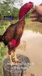 tính năng nổi bật đá gà bịp roykin và mơ ê tô