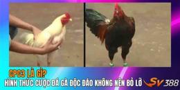tính năng nổi bật đá gà bồ ba số 9