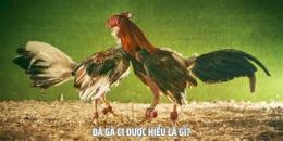 tính năng nổi bật đá gà c1.me