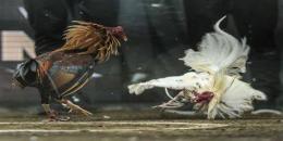 tính năng nổi bật đá gà c3 ngày 27 tháng 5 năm 2024