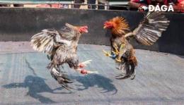 tính năng nổi bật đá gà c3 ngày 4 tháng 10