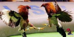 tính năng nổi bật đá gà c3 trận thứ 6