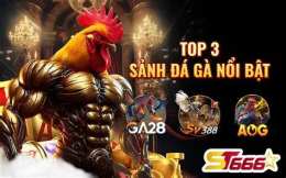 tính năng nổi bật đá gà chủ nhật