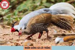 tính năng nổi bật đá gà có bị đi tù không
