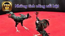 tính năng nổi bật đá gà con bò
