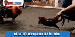 tính năng nổi bật đá gà cựa dao trực tiếp cj2
