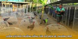 tính năng nổi bật đá gà cựa sắt miệt vườn