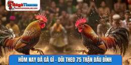 tính năng nổi bật đá gà đá gà hôm nay