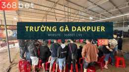 tính năng nổi bật đá gà dak per 888