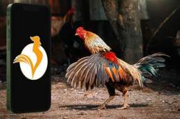 tính năng nổi bật đá gà đặt cược