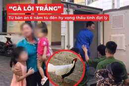 tính năng nổi bật đá gà đi tù bao nhiêu năm