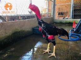 tính năng nổi bật đá gà đòn bình định