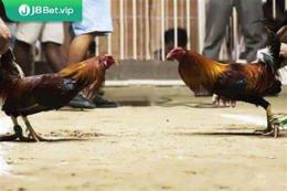 tính năng nổi bật da ga don o thai lan