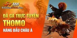 tính năng nổi bật đá gà đòn sv388