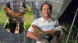 tính năng nổi bật đá gà hiển long xuyên