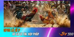 tính năng nổi bật đá gà hoàng phi hải