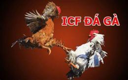 tính năng nổi bật đá gà icf