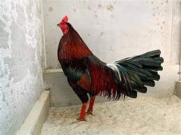 tính năng nổi bật đá gà khét của anh cọp