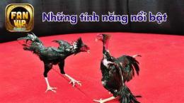 tính năng nổi bật đá gà kho mall