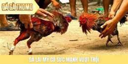 tính năng nổi bật da ga lai my