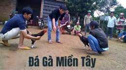 tính năng nổi bật đá gà lông miền tây