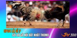 tính năng nổi bật đá gà mới nhất của bão xì tin