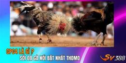 tính năng nổi bật đá gà ngày 12