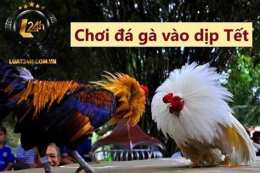 tính năng nổi bật đá gà ngày 27 tháng 2