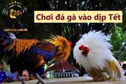 tính năng nổi bật đá gà ngày 29 tháng 3