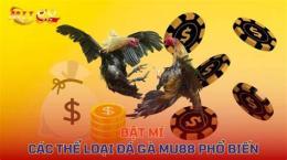tính năng nổi bật đá gà ỡ bến tre