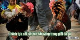 tính năng nổi bật đá gà phu phu với nhí biện
