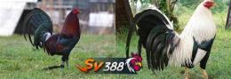 tính năng nổi bật da ga sv388v.com