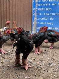 tính năng nổi bật da gà tân hoà đông