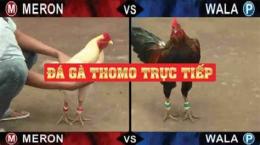tính năng nổi bật đá gà thomo 27 tháng 6