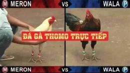 tính năng nổi bật đá gà thomo 30 tháng 9