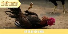 tính năng nổi bật da ga thomo 30/8/2022