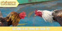 tính năng nổi bật đá gà thomo 8/4