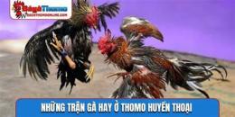 tính năng nổi bật đá gà thomo c2 trận 16 hôm nay