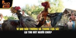 tính năng nổi bật đã gà thomo cua sắt